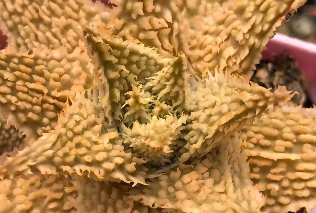 园艺观赏芦荟,园艺芦荟图鉴说明