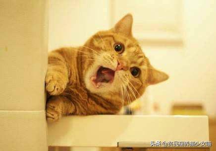 辟谣宠物猫,辟谣猫咪真的会记仇吗