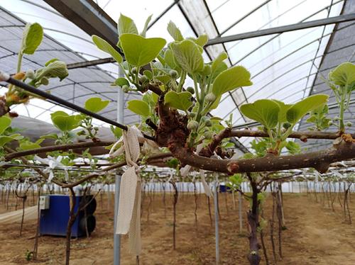 大连大棚樱桃全套管理技术,大棚樱桃树的种植与管理