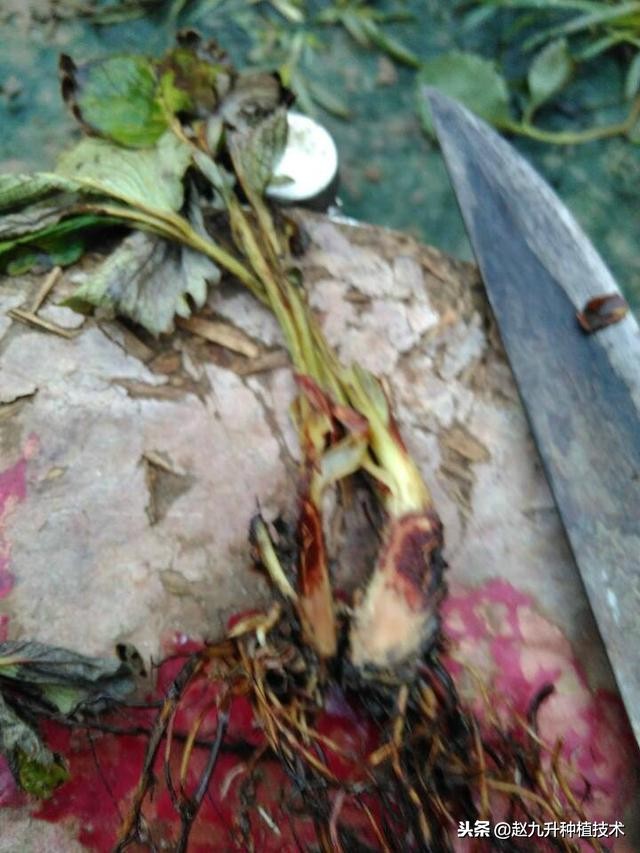 草莓炭疽病怎么治,草莓炭疽病严重怎么治