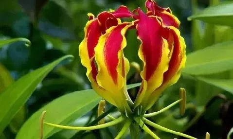 盘点世界各国国花中国国花,各国国花的图片大全