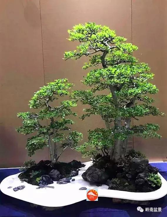 苍劲古朴挺拔有力的老桩盆景欣赏,老态龙钟盆景作品欣赏