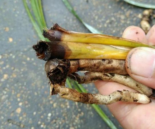 兰花怎么避免黑根腐烂,兰花烂根黑腐什么原因