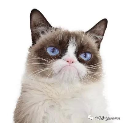 世界各国国宝级动物,世界各地的名贵动物