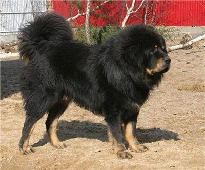 中国比较凶猛的犬,中国被公认的最凶猛的犬