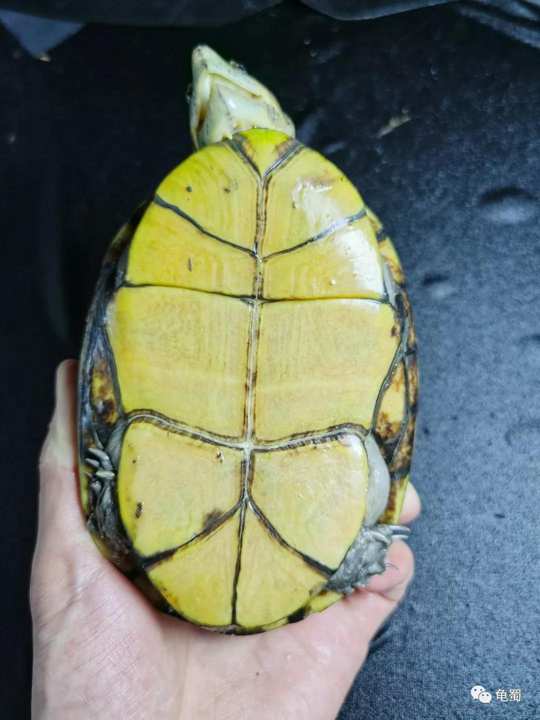 黄泽泥龟为什么冷门,泥龟冷门品种