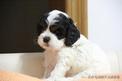 高颜值肌肉奶狗,什么样的小奶狗最可爱