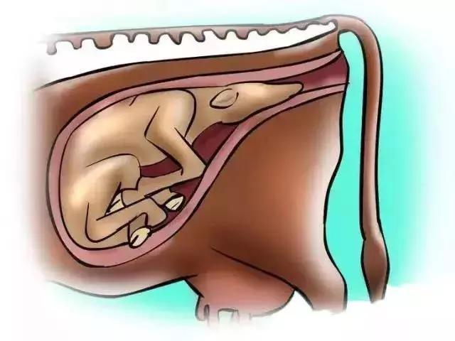 怎么辨别奶牛的奶真假,奶牛分娩前有哪些征兆