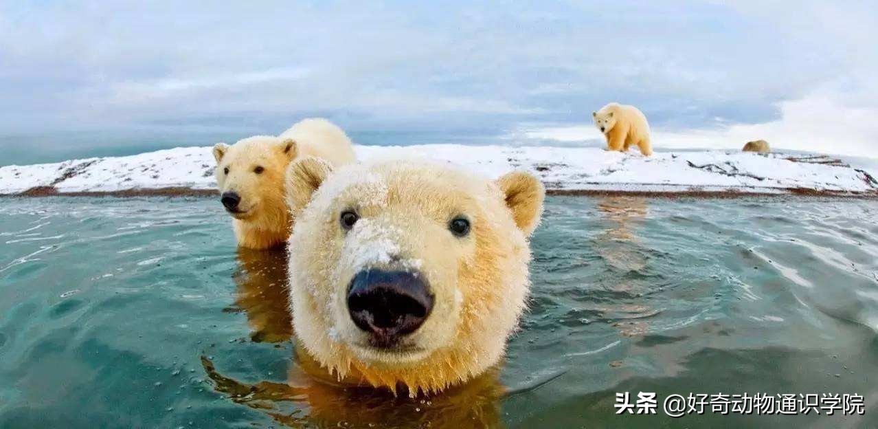 冷血动物怎么维持体温,冷血动物是怎么形成的