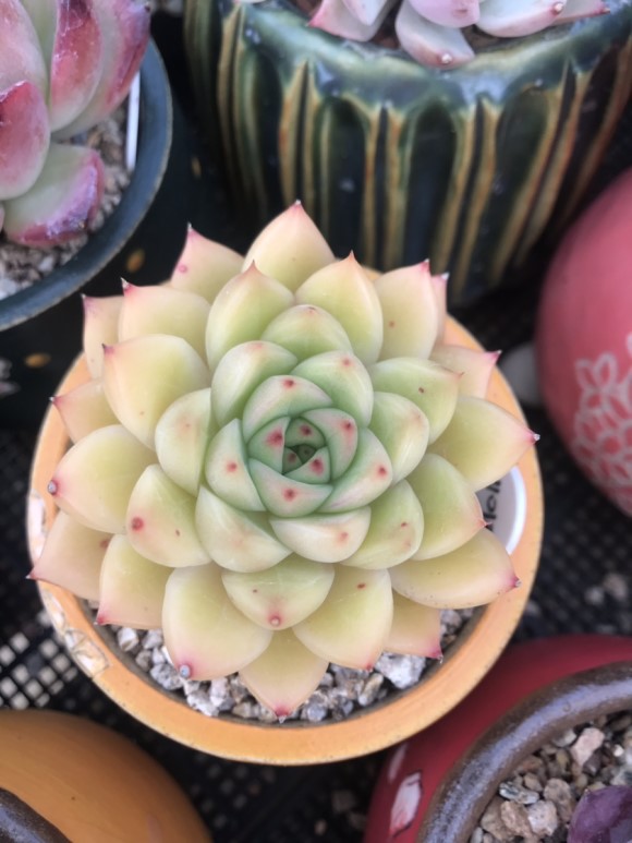 惊艳的韩国多肉,让人震撼的多肉