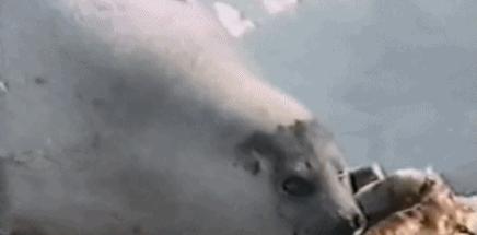 富二代晒骨皮包的残忍真相,富二代晒人骨皮包的残忍真相