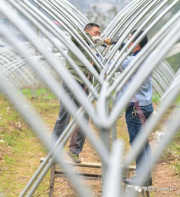 小型温室大棚用什么样的大棚,塑料大棚对比玻璃大棚