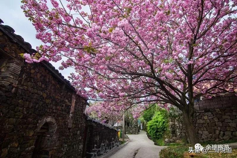 浙江看日本樱花最佳地方,浙江赏樱花最佳地排行榜