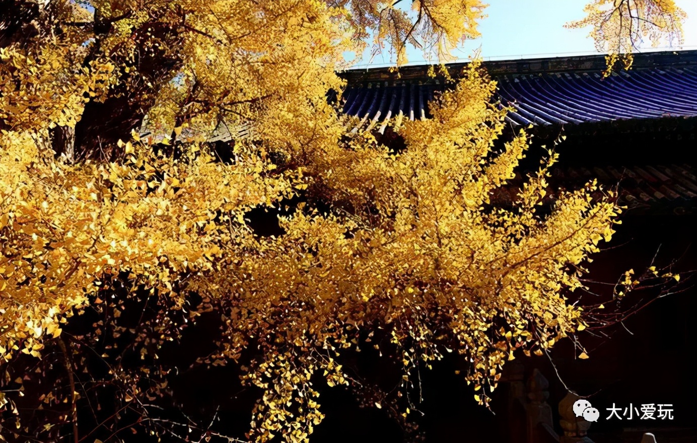 北京红螺寺银杏最佳观赏时间,北京赏银杏景区有哪些