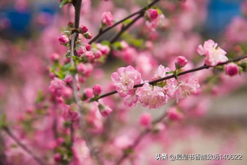 描写杏花的诗句大全,杏花疏影古诗100首