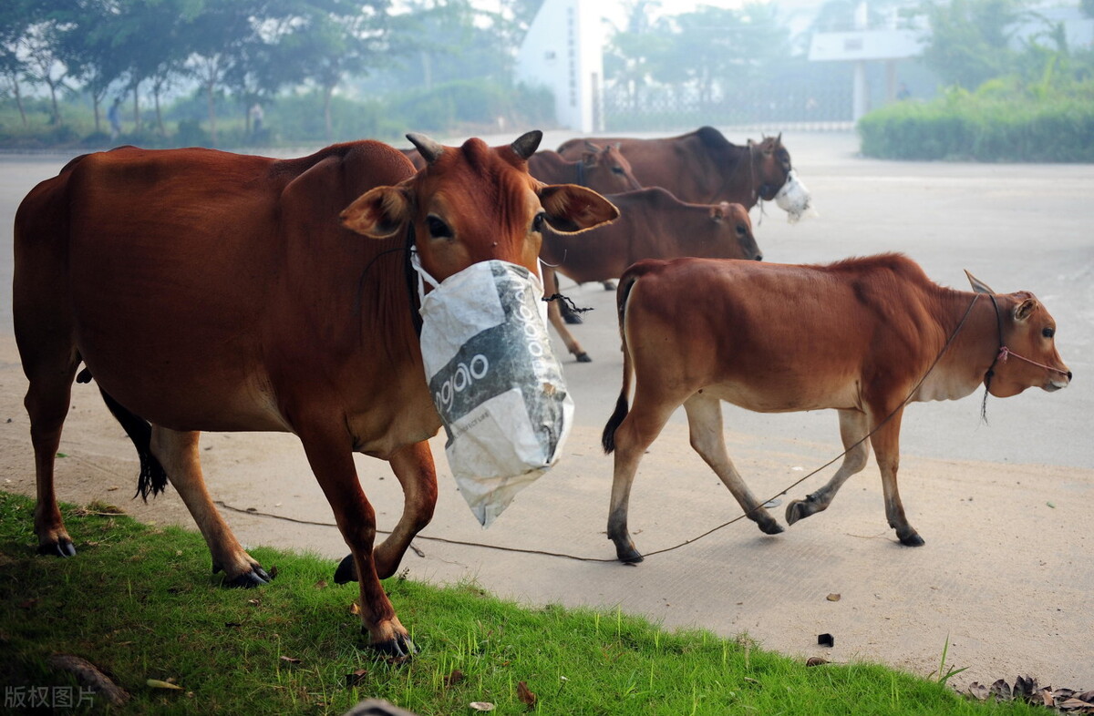 家畜疫病防治证,猪痘病的临床诊断和防治