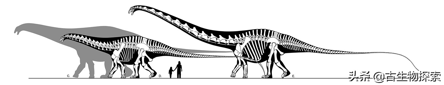 超级巨龙和金牌巨龙,超级巨龙进化