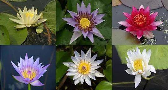 睡莲开花时我们准备去哪里,睡莲在白天开花还是在夜里开花