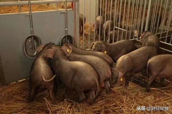 为什么马云刘强东都加入养猪行业,2018年马云养猪