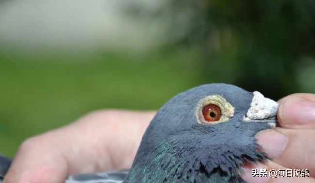 96年巴塞罗那比赛录像,2011年巴塞罗那五冠王