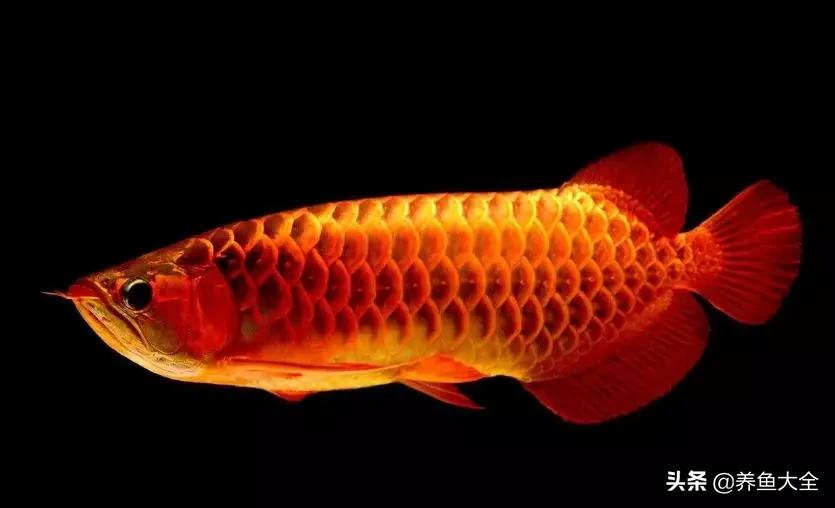 观赏鱼混养最佳方法,观赏鱼混养的最佳方法