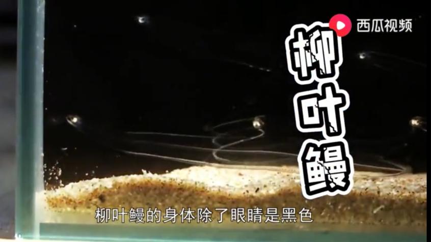 动物竟然有超能力！是不是嫉妒了？看西瓜视频告诉你怎么匪夷所思