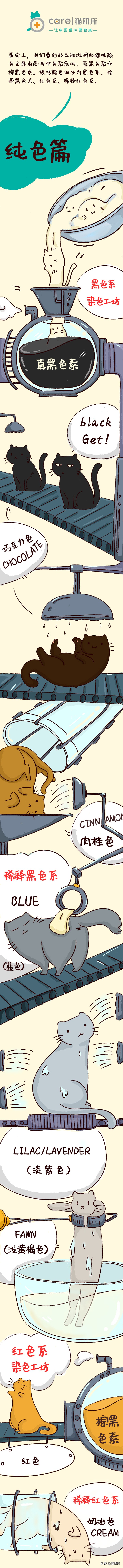 什么颜色的猫咪最好看,猫咪的花纹有哪些