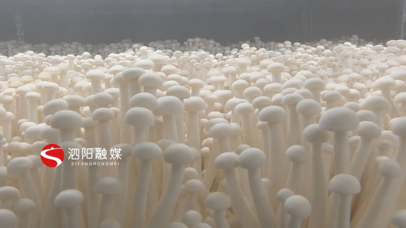 强化责任担当抓实三农工作,抓实基层党建凝聚发展合力