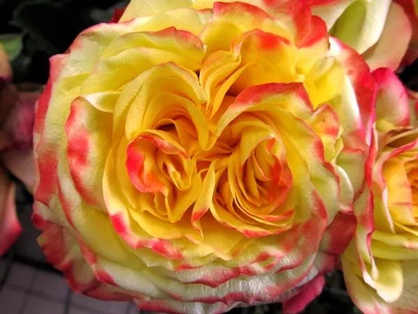 干货分享种植小技巧,混合花境设计与种植建议