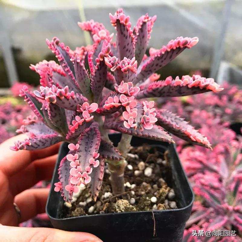 不死鸟多肉用什么盆养长得好,一棵不死鸟多肉可以养多少年