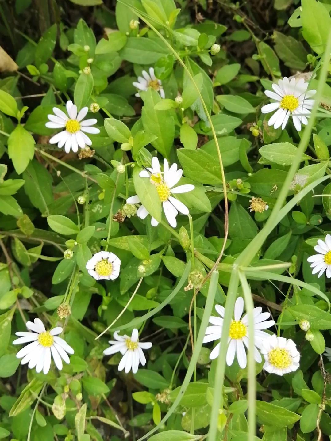 亲身经历了拔尽头牙,两颗门牙种植牙的惨痛经历