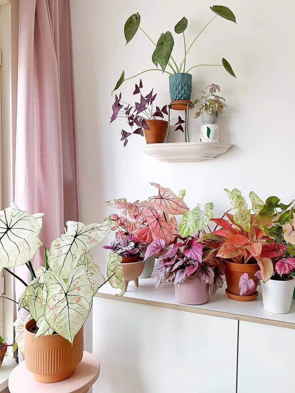 客厅好看的观赏花,小清新唯美油画花