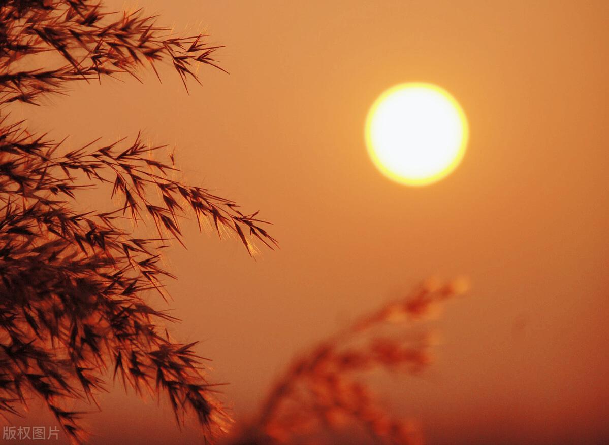 知我者谓何求诗经,诗经王风黍离中靡靡的意思