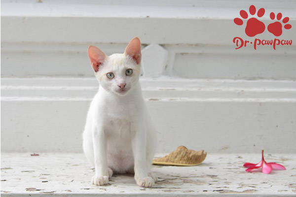 爪爪博士猫咪感冒药,爪爪博士宠物怎么样