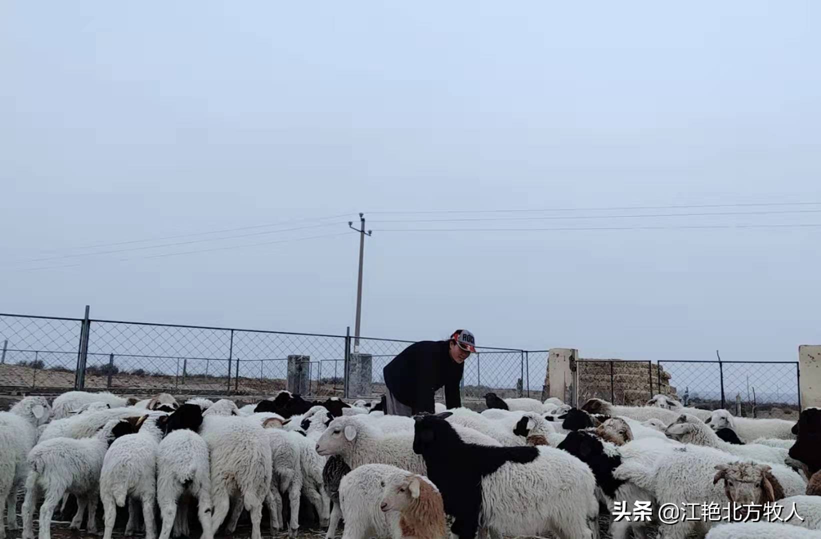 靠养殖到底能不能致富?江艳实话实说,再听听她的致富经