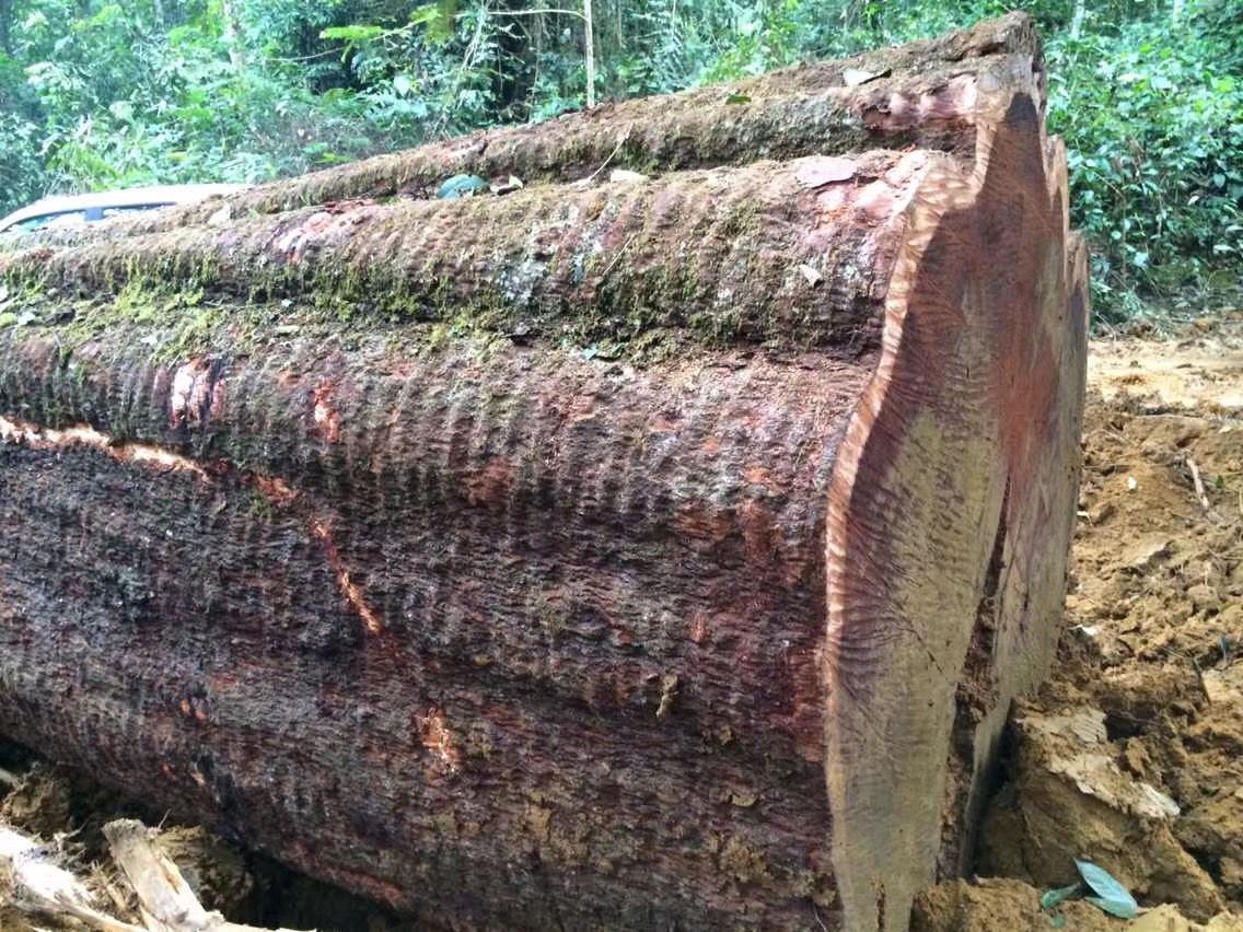 暗访广东天价大板生产基地，原料全是称斤拉木头，富豪还排队来买