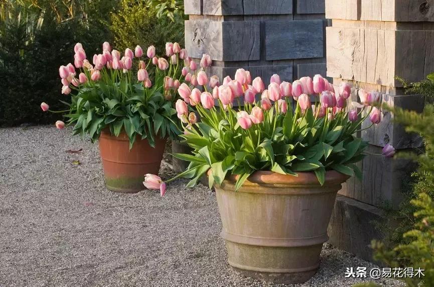 郁金香的种植方法及养护,郁金香养护方法及注意事项
