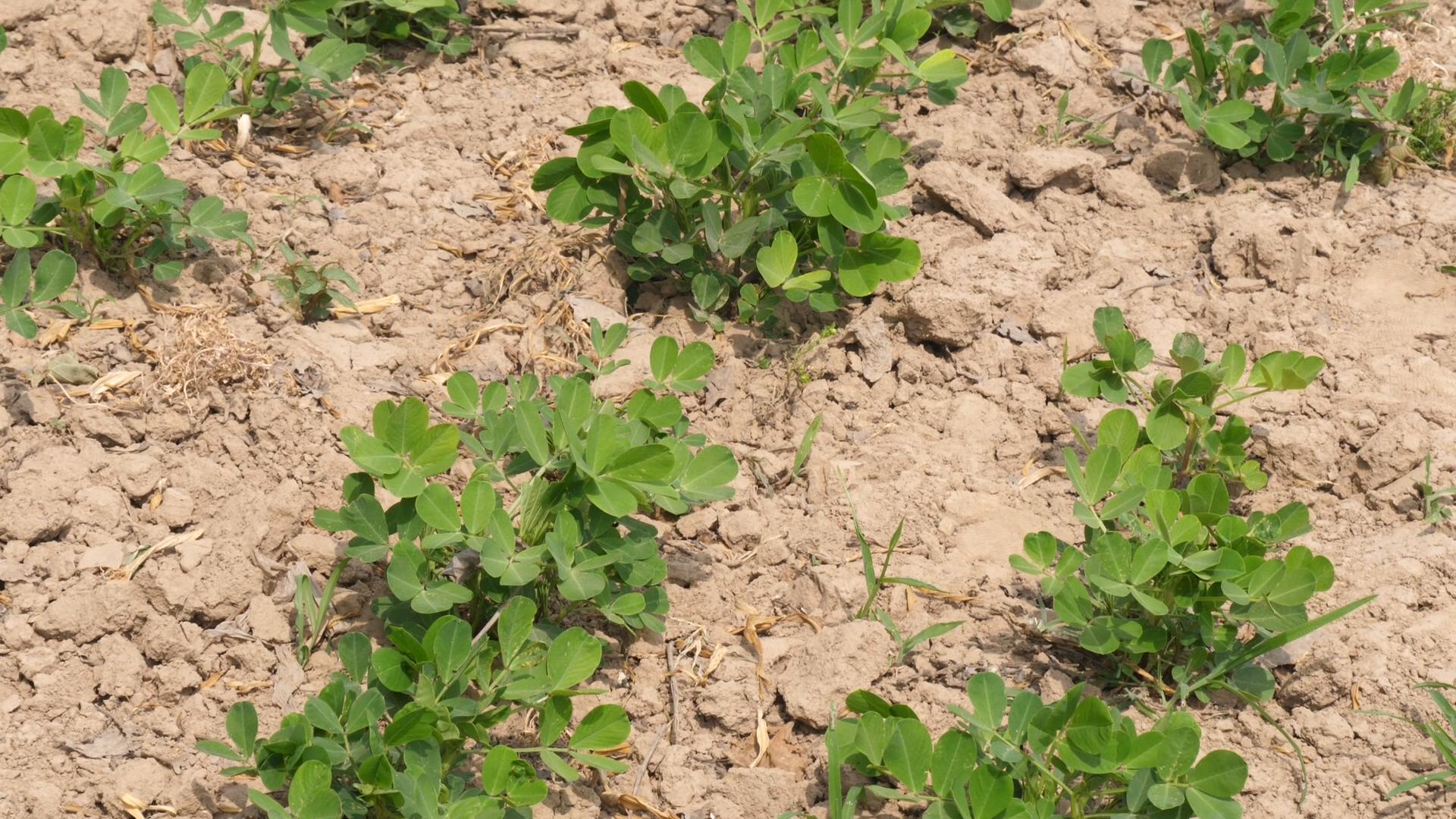 花生刚种下就下大雨影响出芽率吗,花生雨前播好还是雨后播种好
