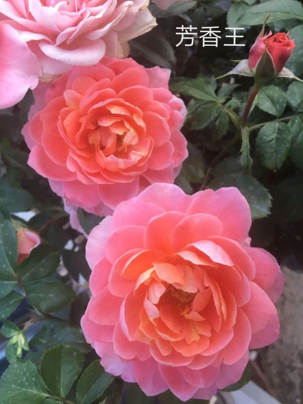 阳台系列月季品种大全,微型月季藤本月季