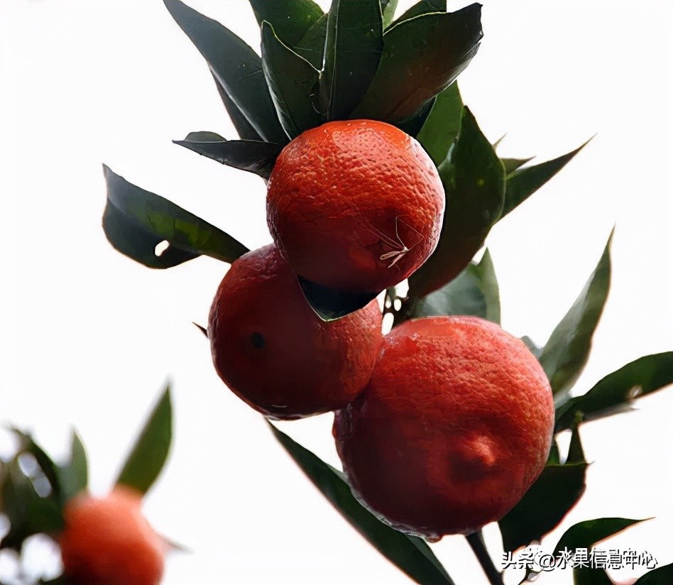 我国柑橘产区分布,柑橘产地行情