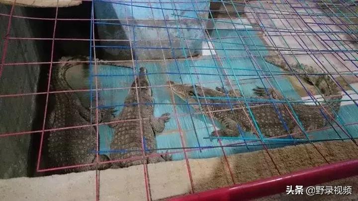 把非洲鳄界扛把子当宠物养是一种怎样的体验？