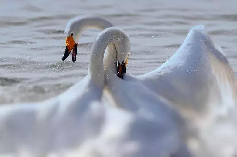 北方冬季适合吃的海鲜,北方冬天适合去的海滨小城