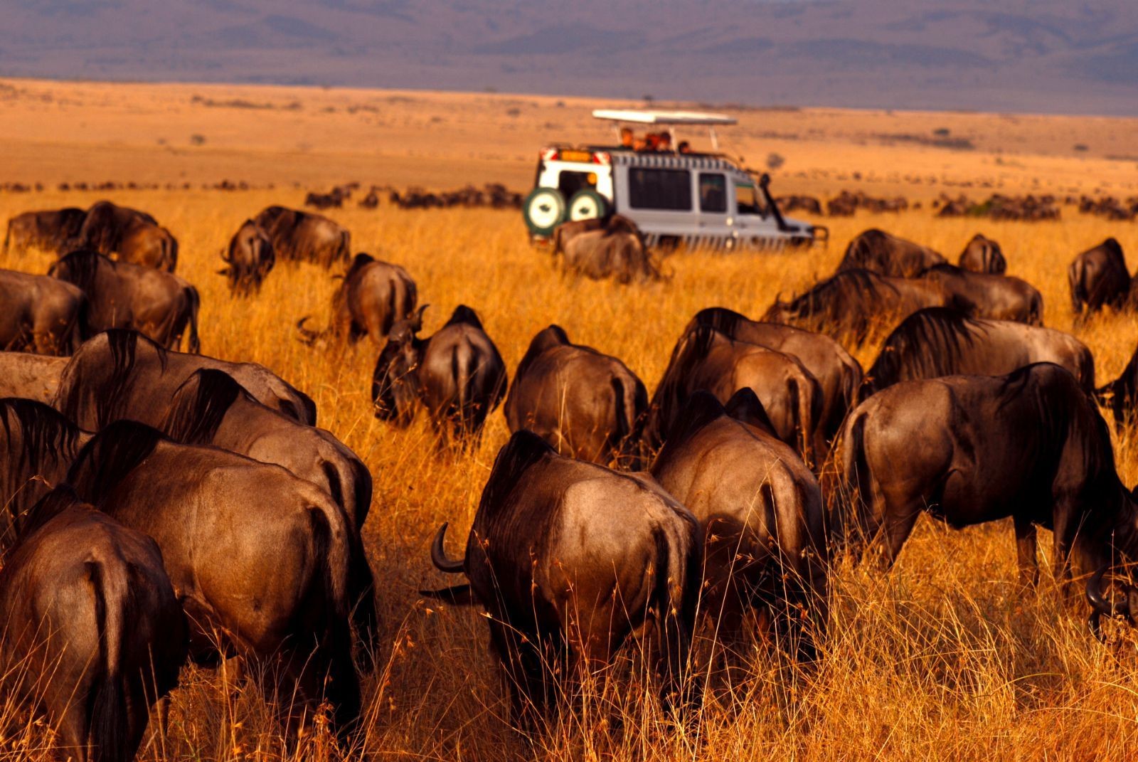 非洲大批黑猩猩感染人类病毒，变成丑八怪，科学家无法治疗