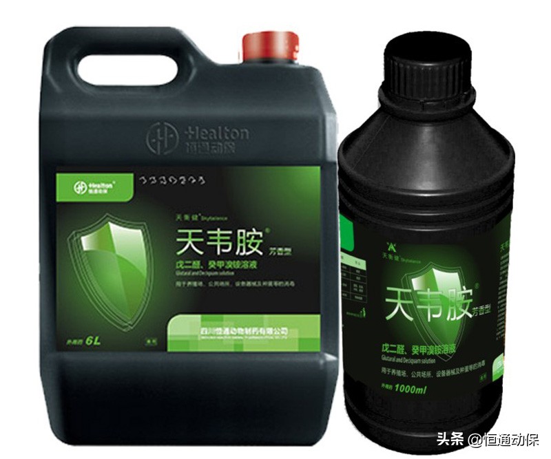 母猪产后坐月子,母猪坐月子