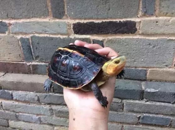 黄缘乌龟宠物,黄缘龟喜欢的植物