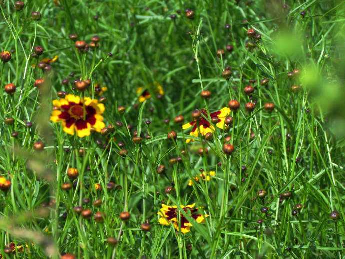天山雪菊有养肺的功效吗,昆仑雪菊野生的好还是养殖的好