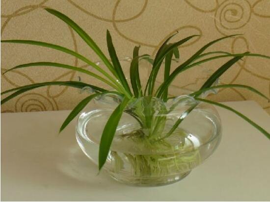 怎么把土养吊兰养成水培吊兰,吊兰怎么水培养才能更旺盛