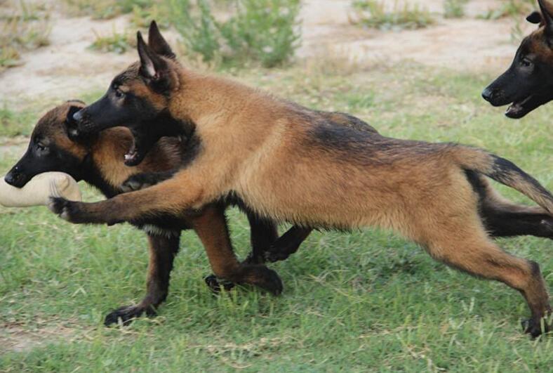 马犬咳嗽怎么治疗,40天左右的马犬咳嗽