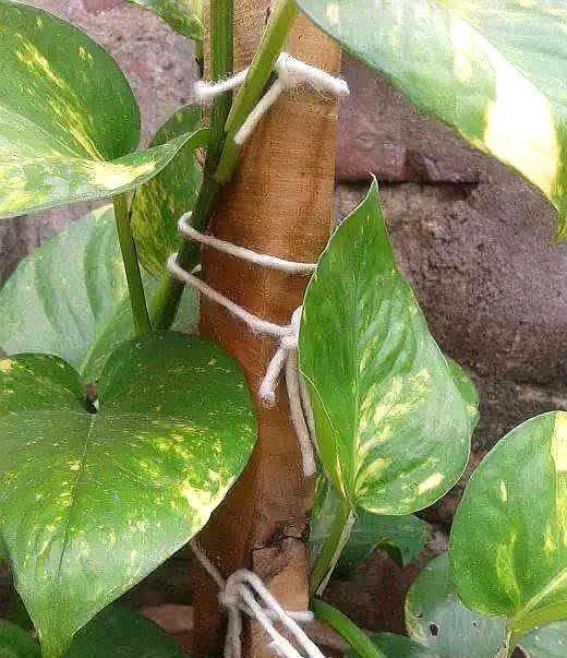 大叶绿萝黄叶怎么补救最快方法,大叶绿萝枝叶耷拉但是叶片不黄