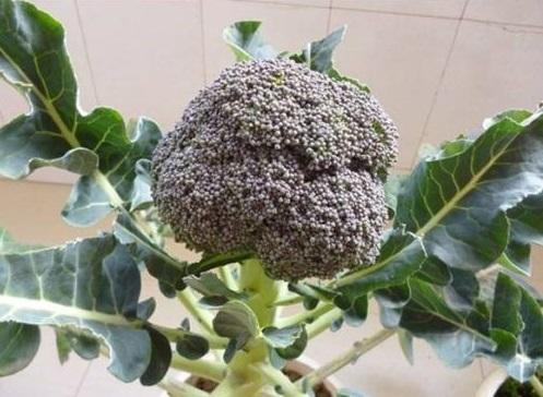 西兰花为什么只能种一次,西兰花什么时候种